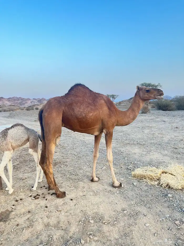 بكره حمرا تحتها بكرا اول ولده مشروطه  مصغر 1