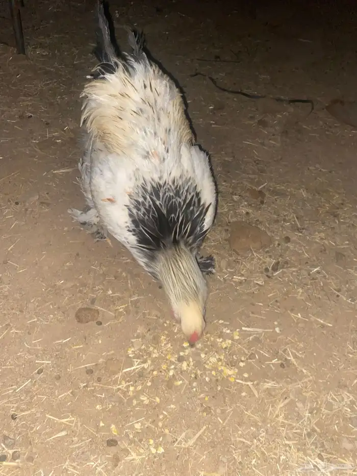 ديك براهما كلوبي 3