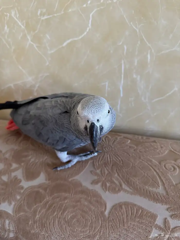 ببغاء كاسكو 2