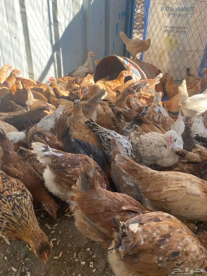 فراريج بلدي فواتح حمر 21