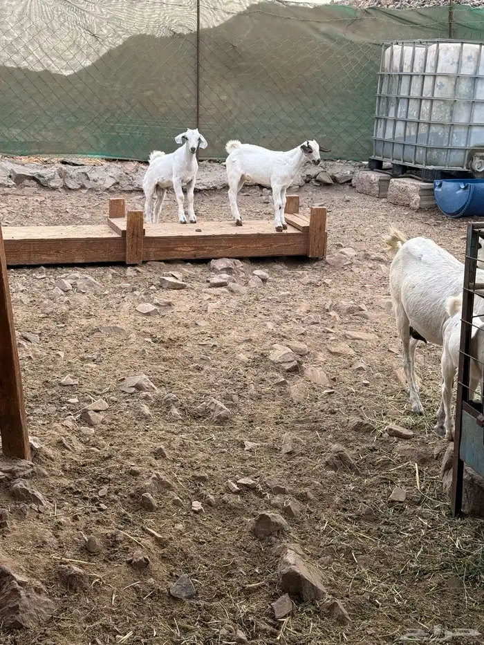 ماعز بيشي صنف الصنف جفار ثنايا مواليد 0