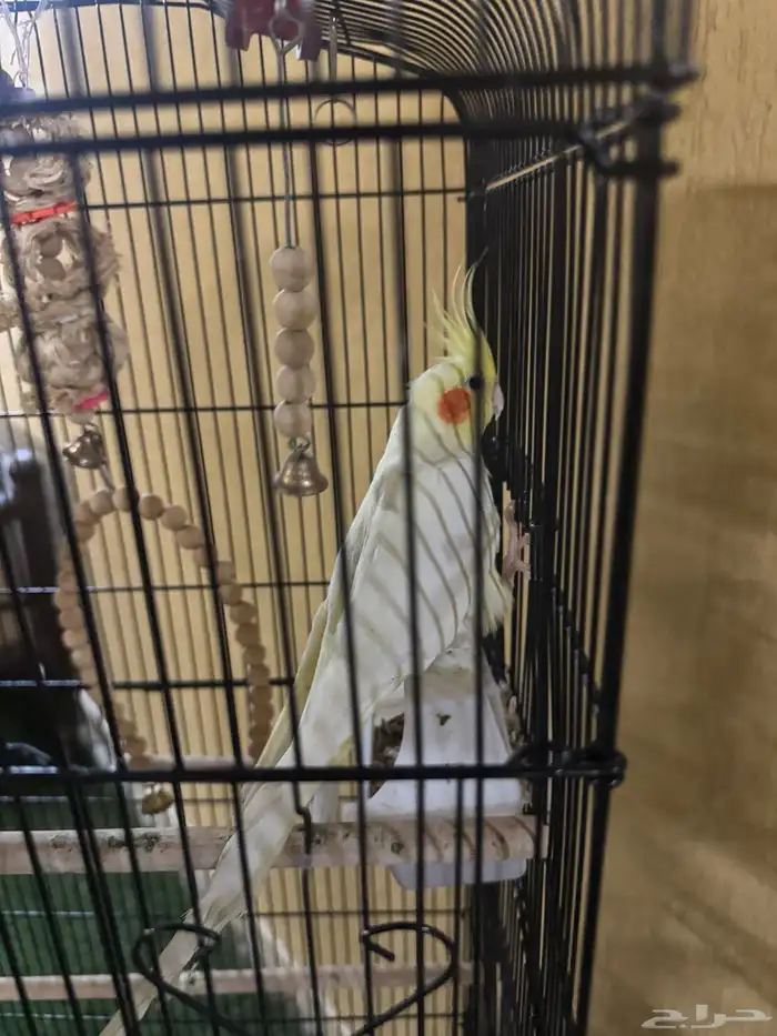 طيور كروان 4