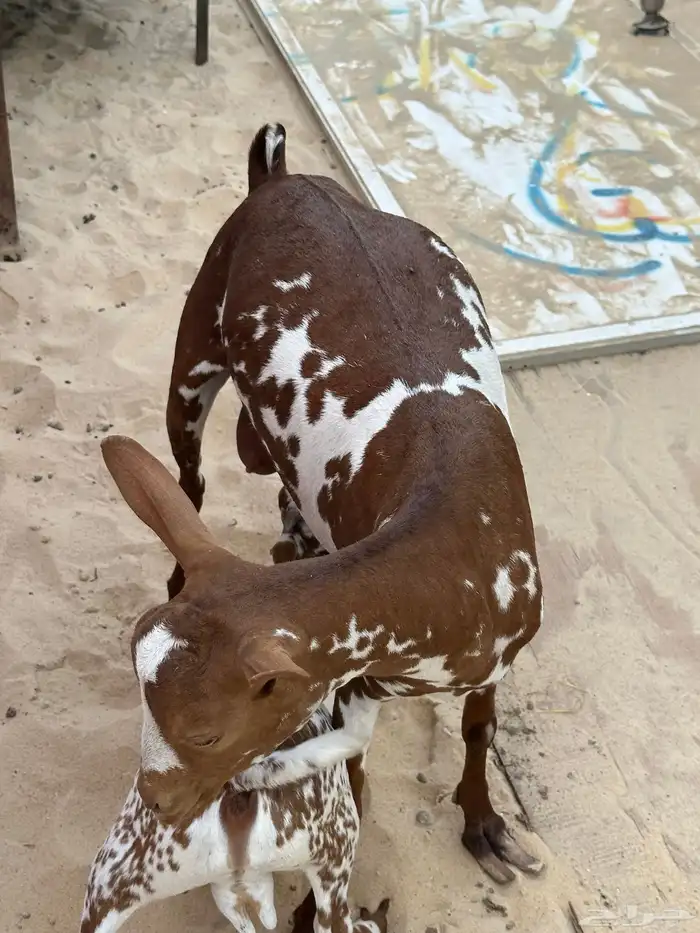 للبيع عنز ثنيه اول ولده 2