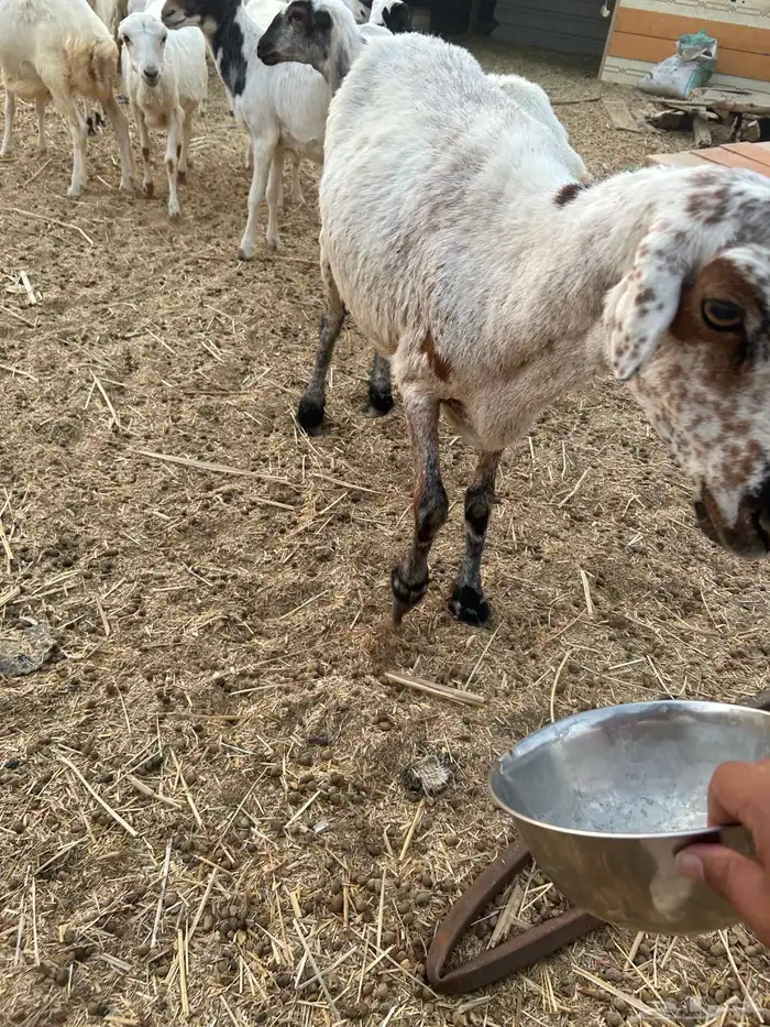 حايل للبيع الموقع الخرج 1