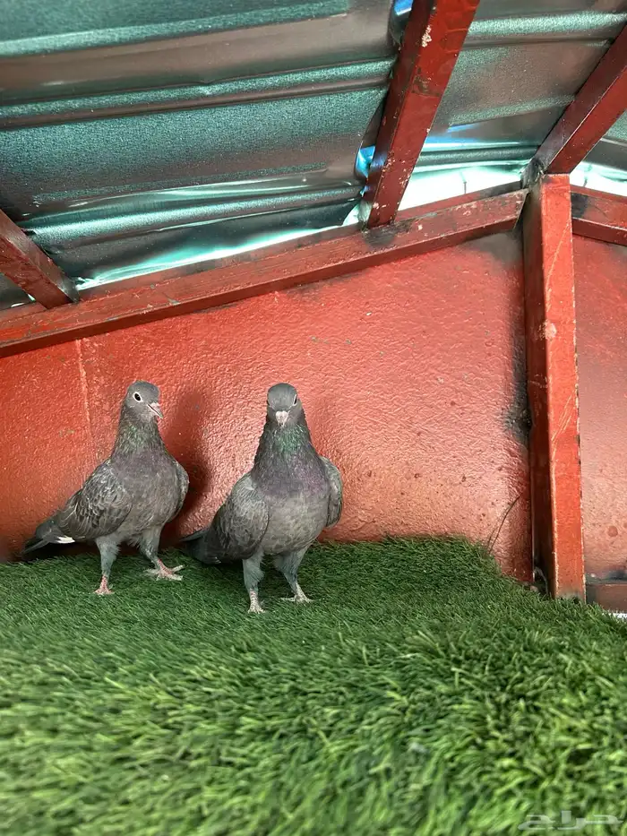 طبه صنعاني 1