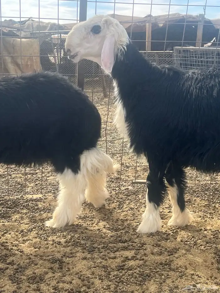 فحول نجد صنف الصنف 20