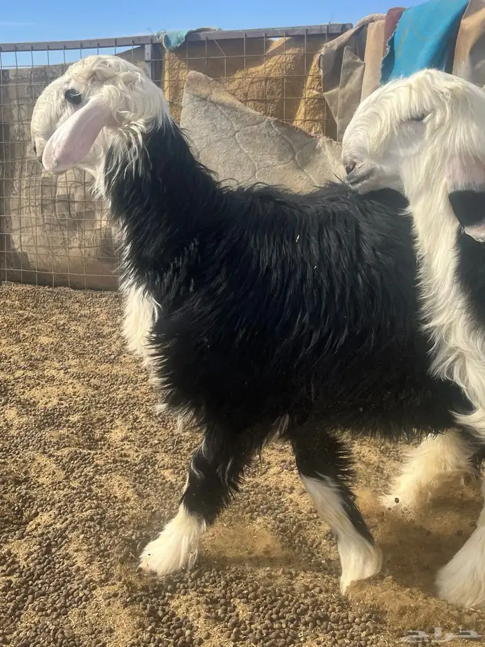 فحول نجد صنف الصنف 18