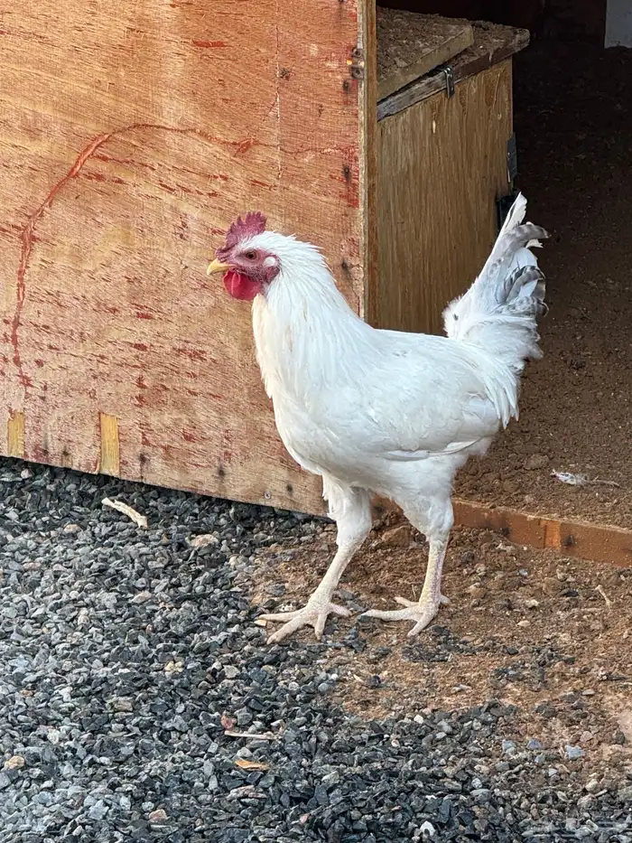 ديك اللون ابيض شرط سالم من الامراض 1