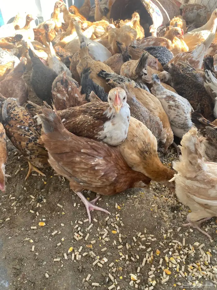 فراريج بلدي فواتح حمر 22