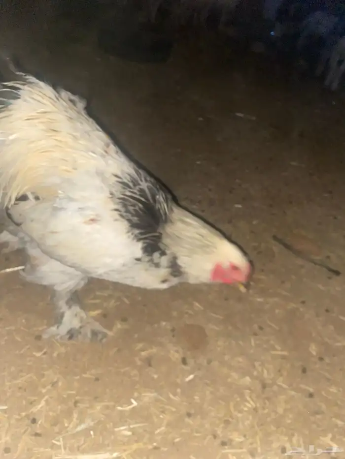 ديك براهما كلوبي 1