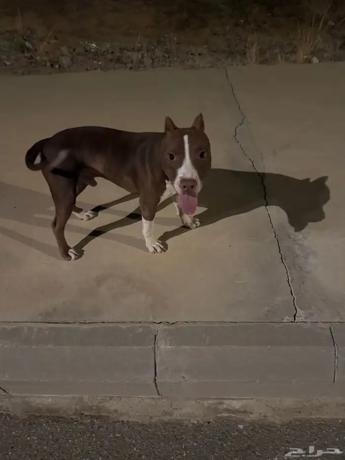 بيتبول صغير بسعر مميز 3