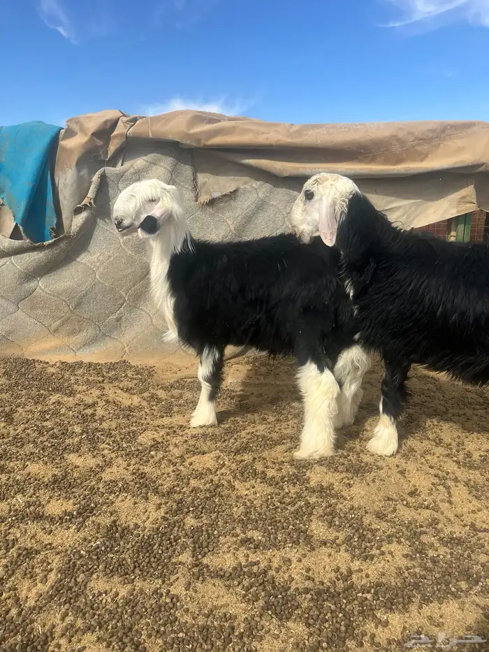 فحول نجد صنف الصنف 14