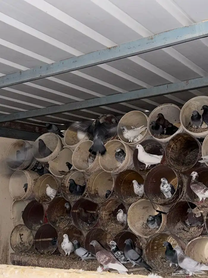 حمام مشكل للبيع 2