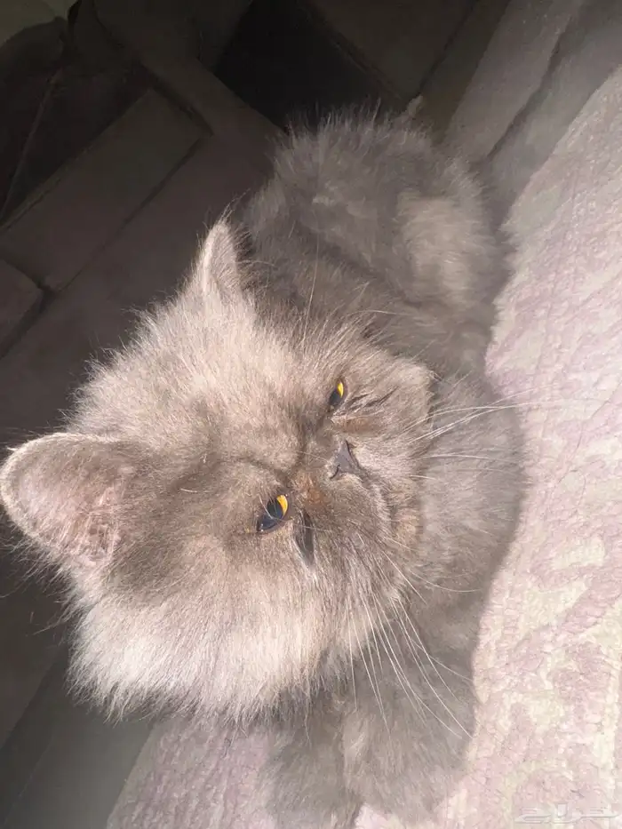 قط سكوتش فولد فارسي 1