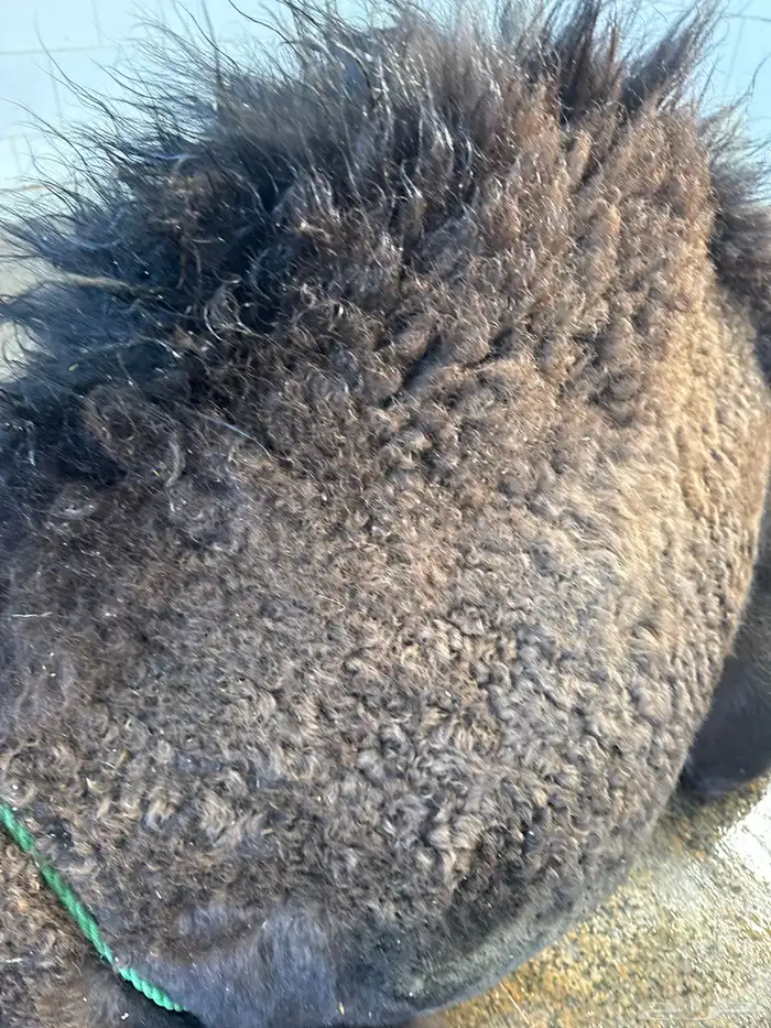 لباني شرط والطعم تحدي عمره (6) والثمن 650ريال وزن الثمن 13ك 0