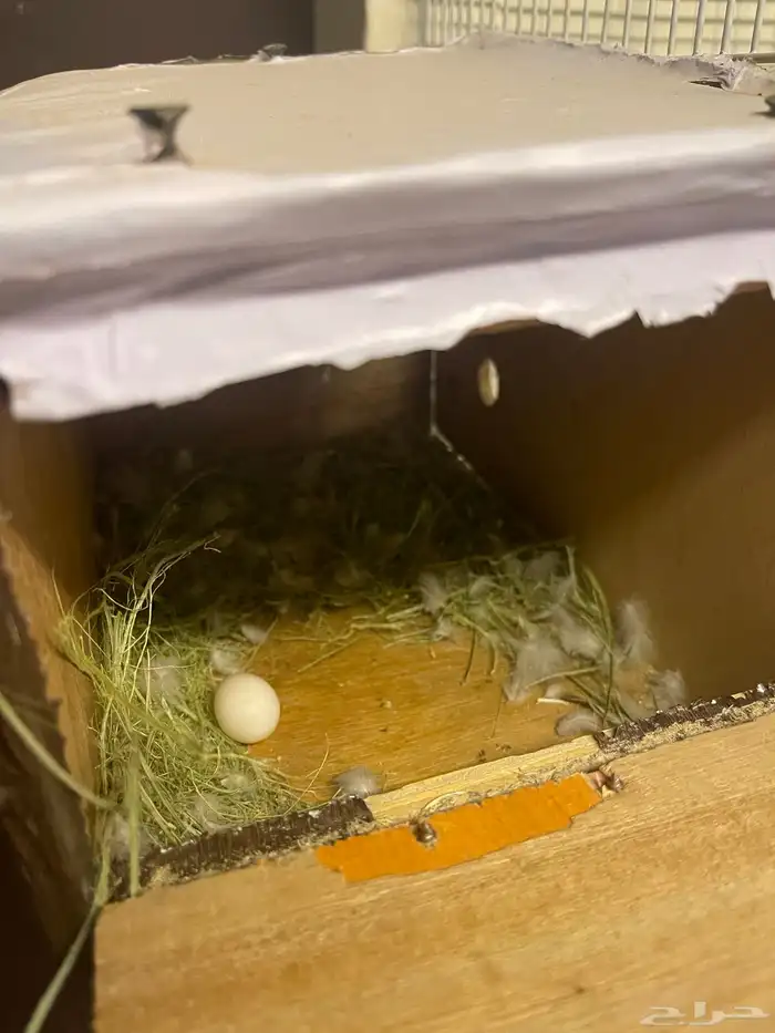 زوج روز تحته بيض 1