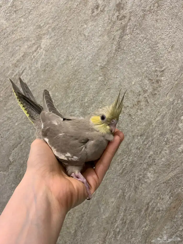 كروان اليف 0