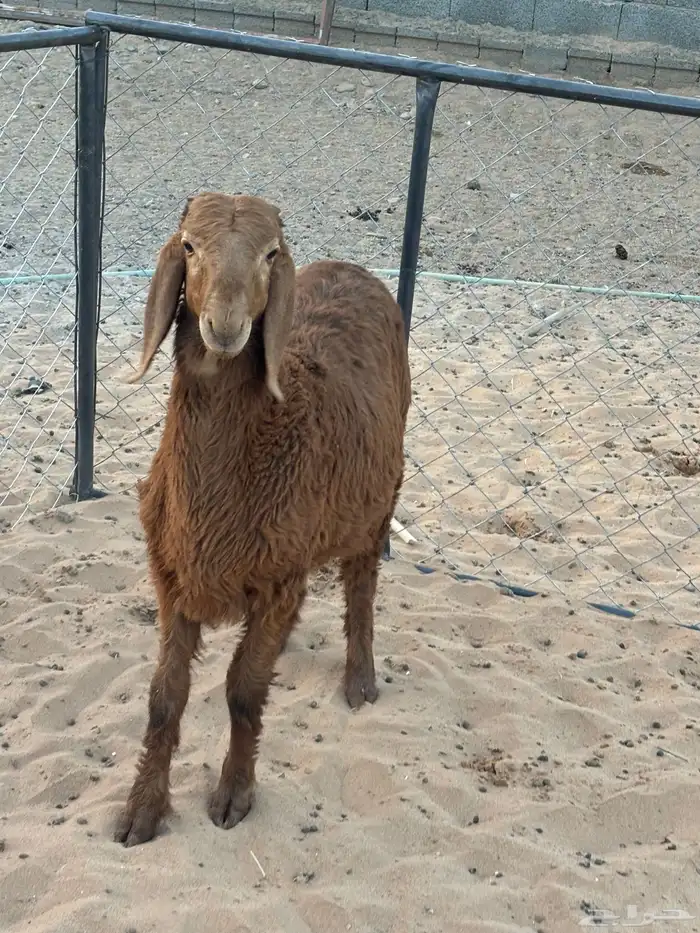 طلي هجين الأم ساكنيه والأب نعيمي العمر اربع شهور 4