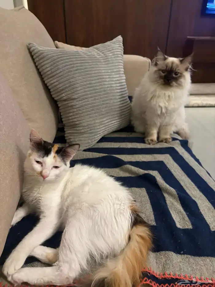 جوز قطط لتبني عماره 5شهور قطط بيت نظيفه اخوان من ام هملايا 5