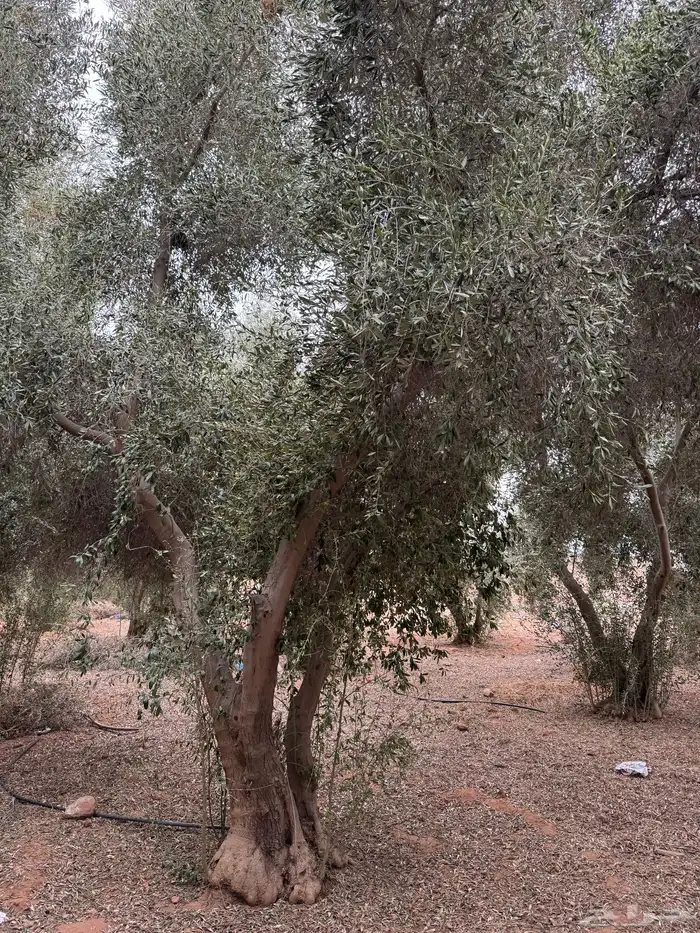 اشجار زيتون عمر 15 سنه 1