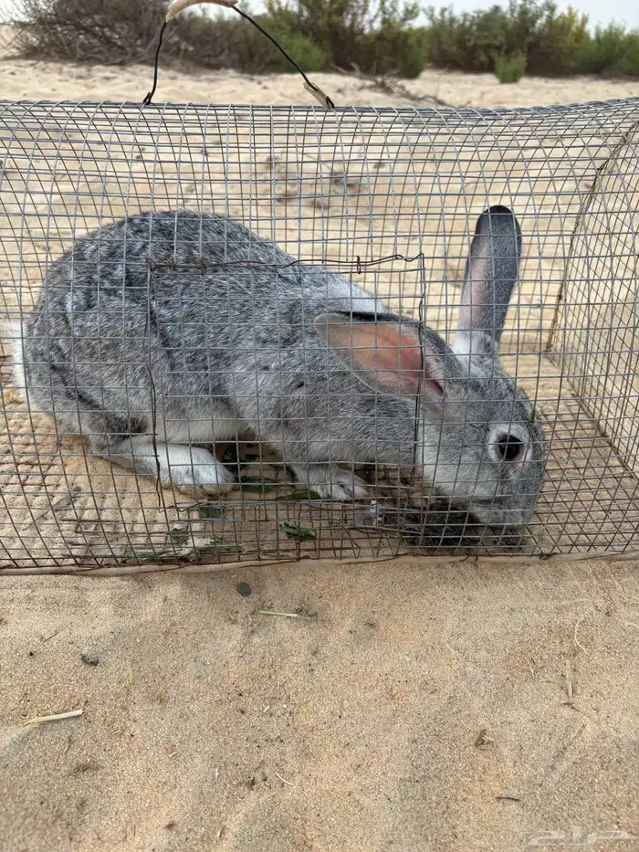 للبيع أرانب 5