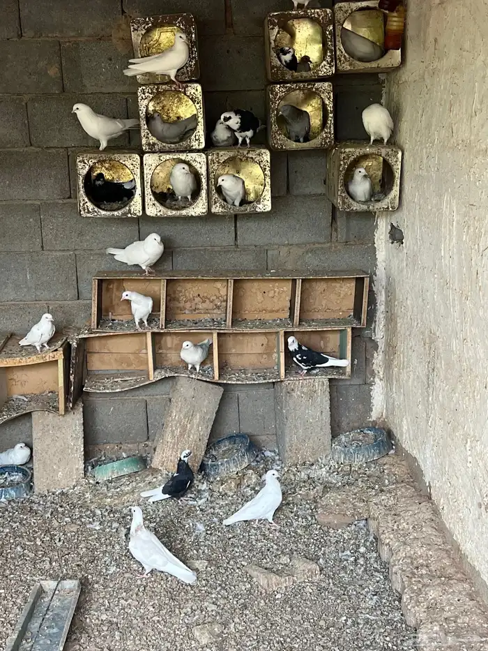 قطايف للبيع 5