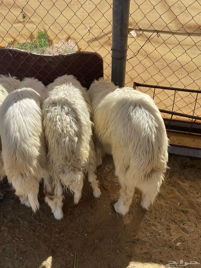 6خرفان سمينه ونظيفه مشروطه من اي عذروب 4