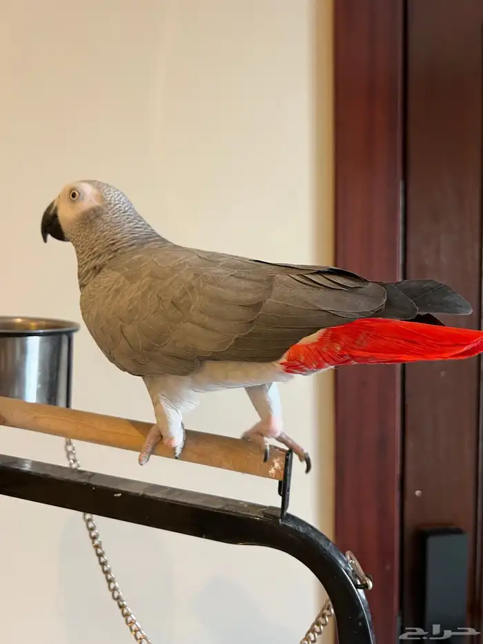 كاسكو أنثى 2