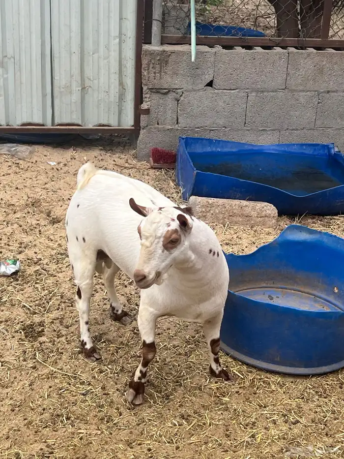 صخل عماني. ولد زيدان ولد الفيتامين ام بنت ولد اللكزز 1