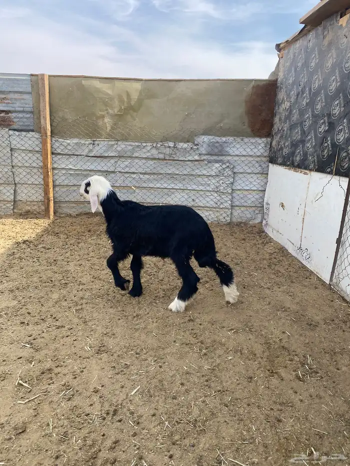 خروف هرفي حليب 0