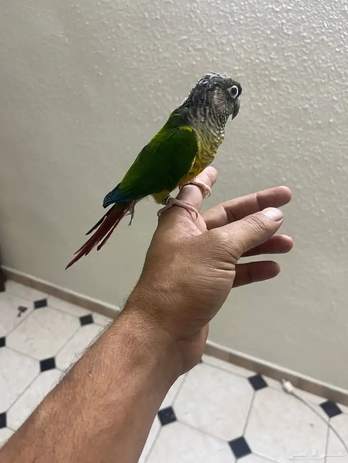 كنيور أنثى اليف هدد داخلي 2