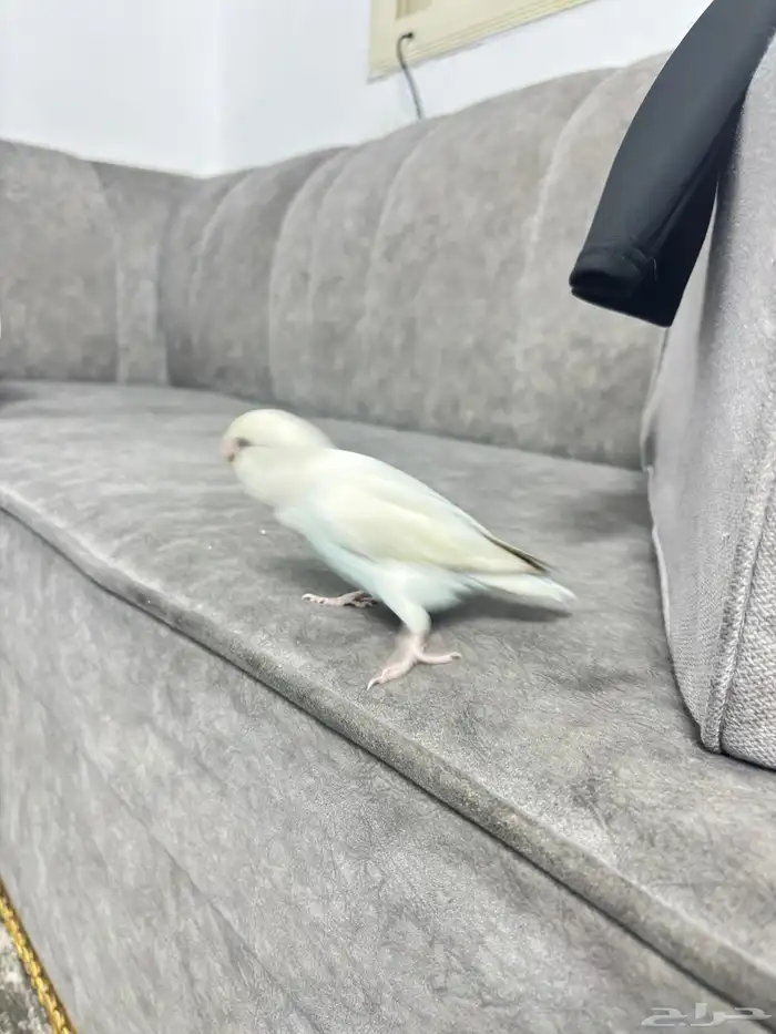 طير روز اليف هدد داخلي وخارجي السلامه شرط الطير لعووب نضيف 0