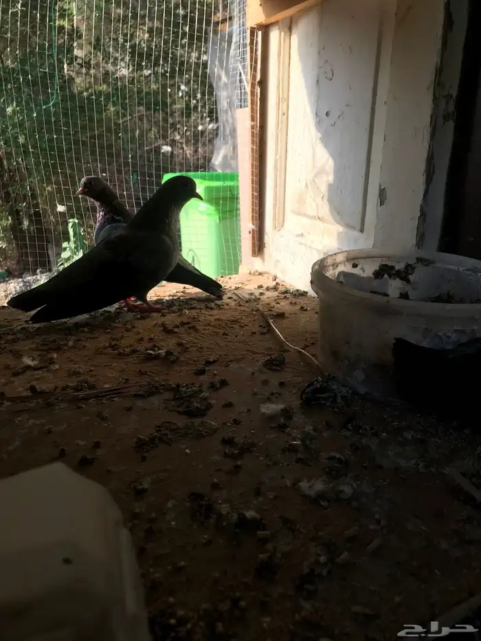 صنعاني اصيل شيبه وصوت ناعم وحجم صغير 36