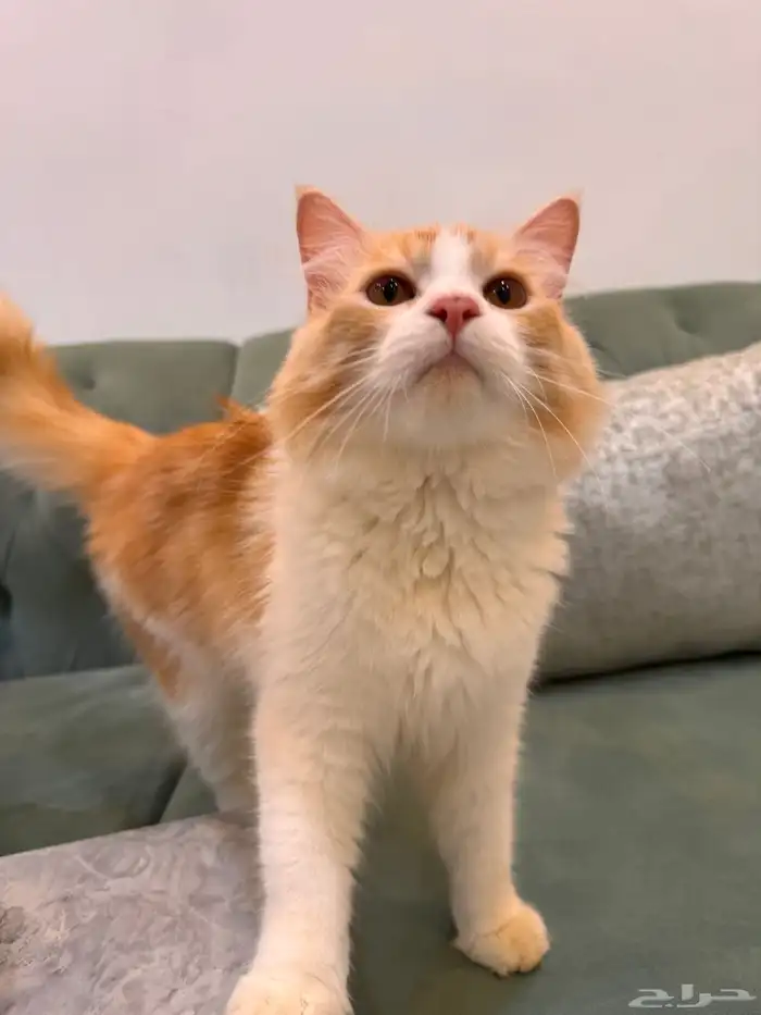 قطط للتبني جدة 6