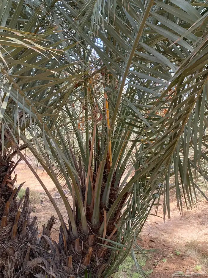 فسائل (فراخة ) ونقايل خلاص 3