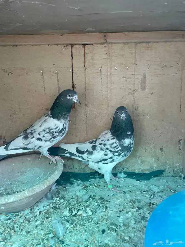 حمام بكستاني تيدي 0