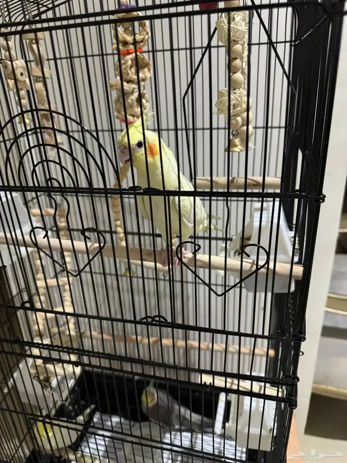 طيور كروان 5