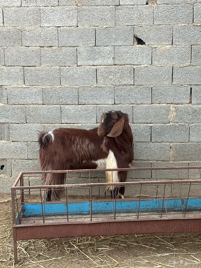 فحل عارضي مشرووط 3