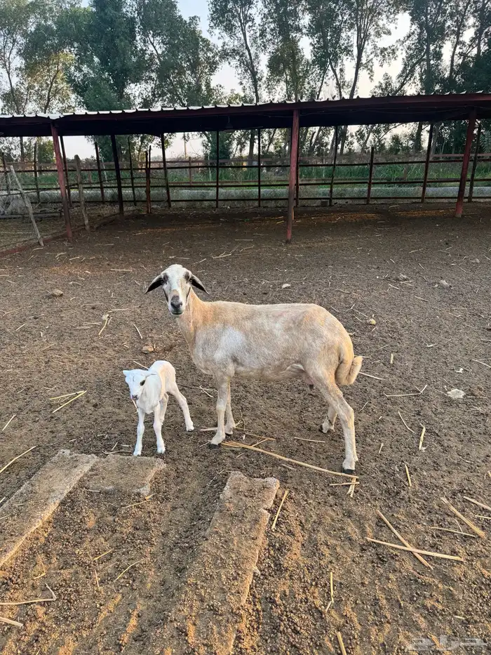 نعجه منتوج 1