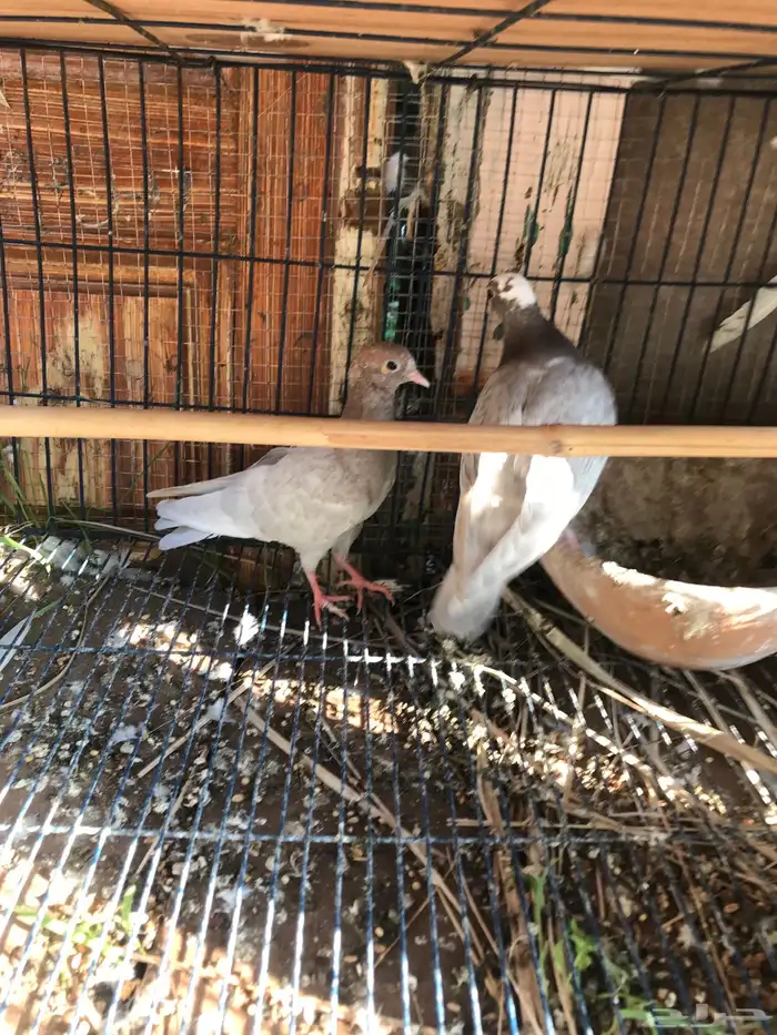 صنعاني اصيل شيبه وصوت ناعم وحجم صغير 16