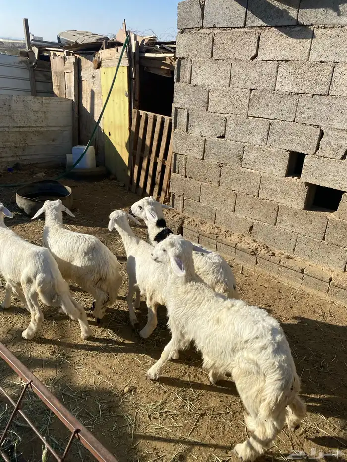 4 عروض حلال مشروطة وطيبة 15