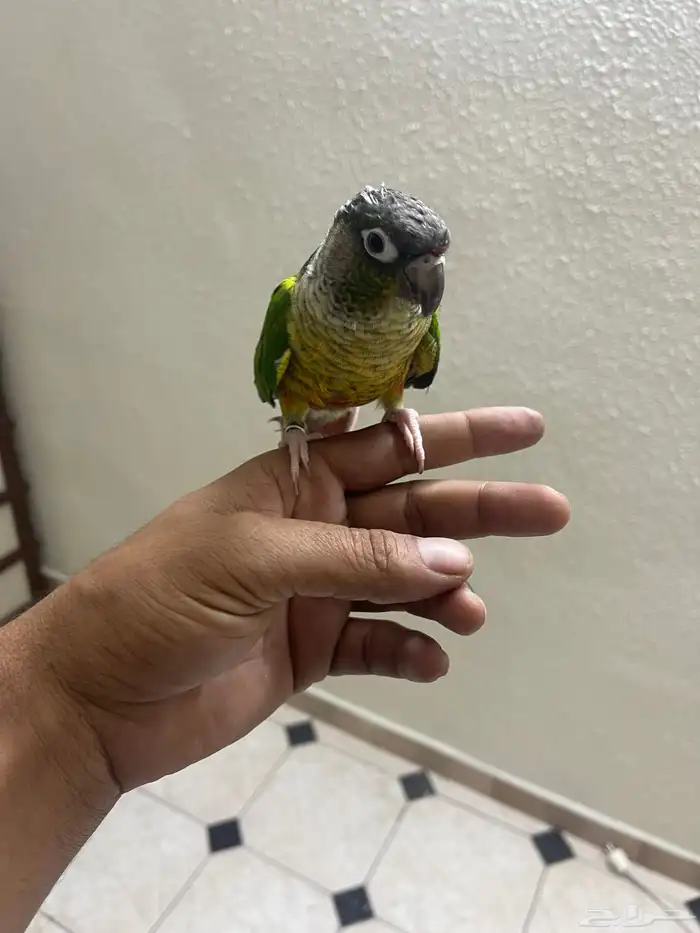 كنيور أنثى اليف هدد داخلي 3