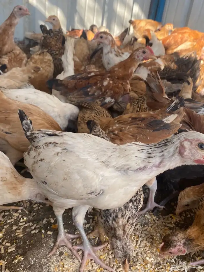 فراريج بلدي فواتح حمر 9