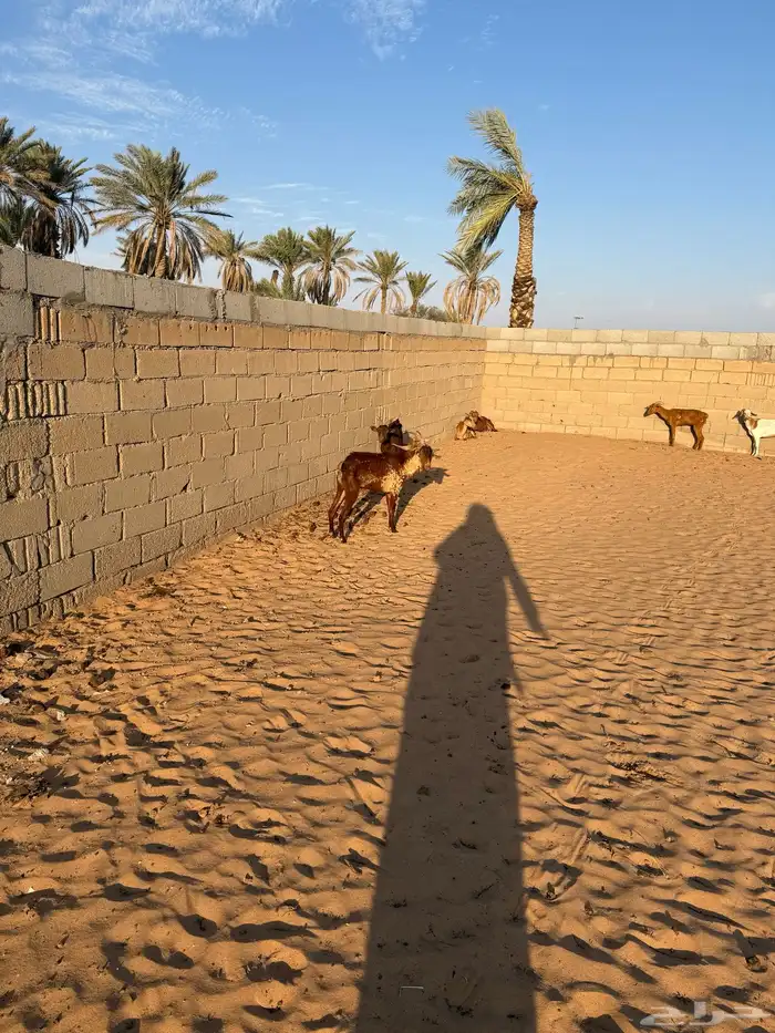 ماعز جنوبيه 4