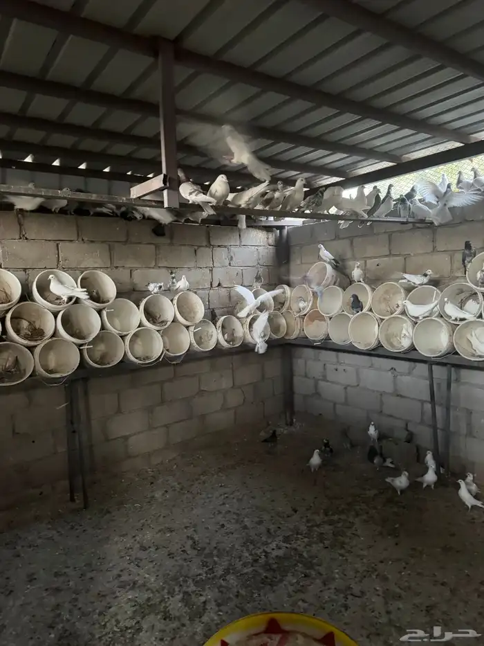 للبيع حمام فرنسي وأنواع اخرى والعدد مفتوح حوال 1