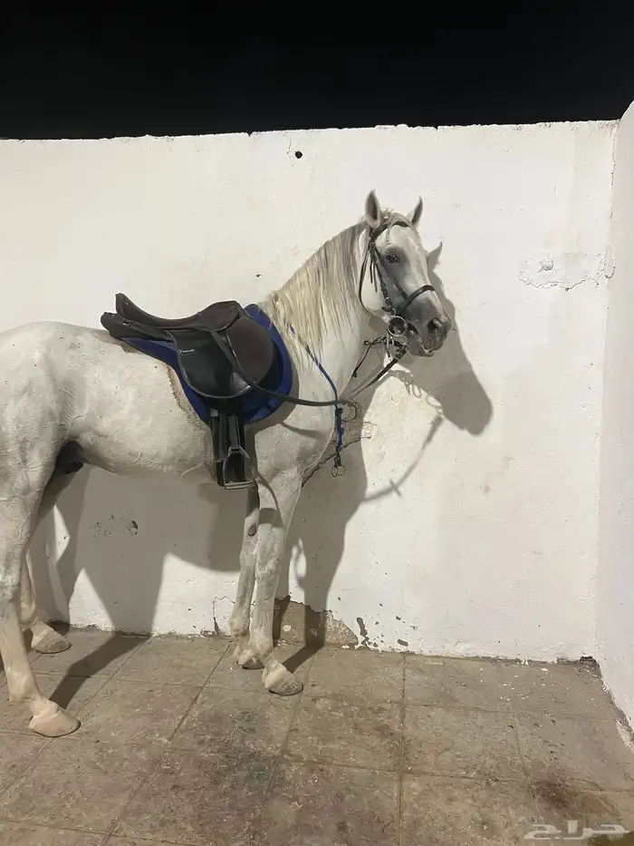 حصان جزيري للبيع 0