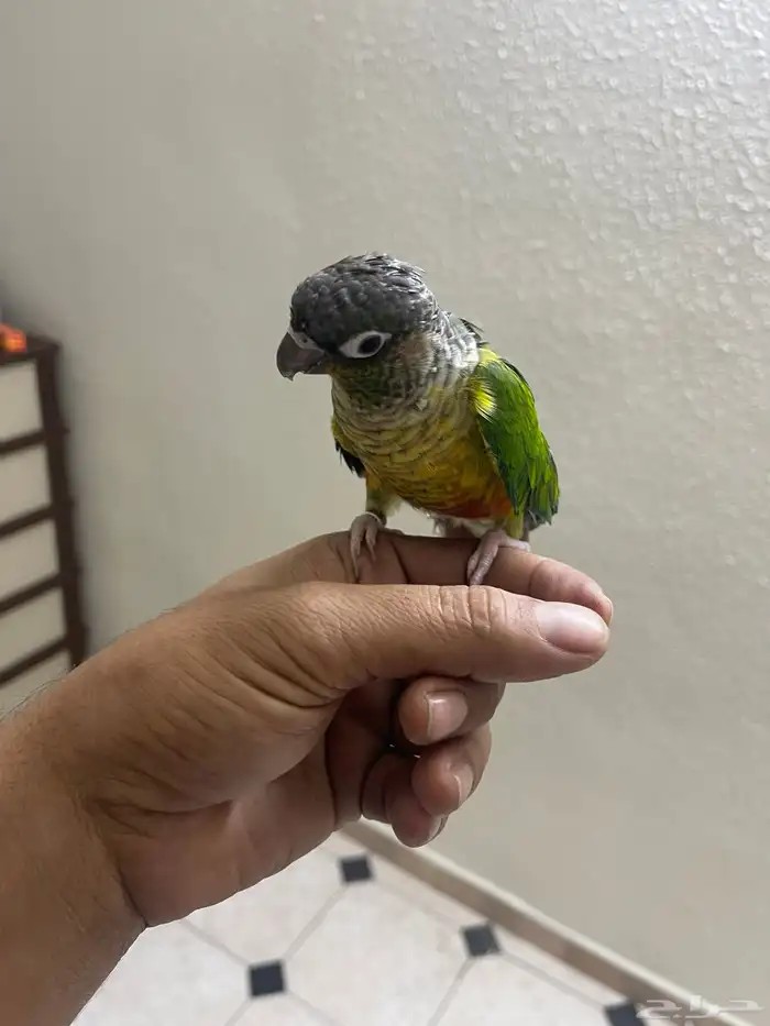 كنيور أنثى اليف هدد داخلي 5