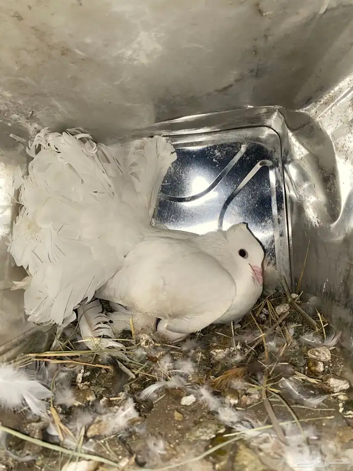 للبيع حمام 11