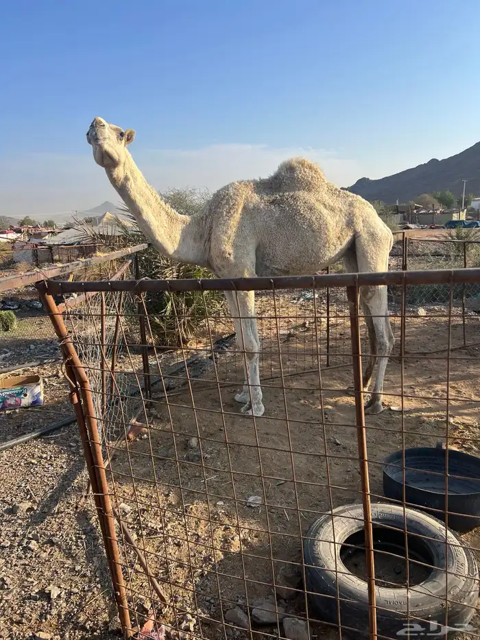 بكره رباع ضريبه 0