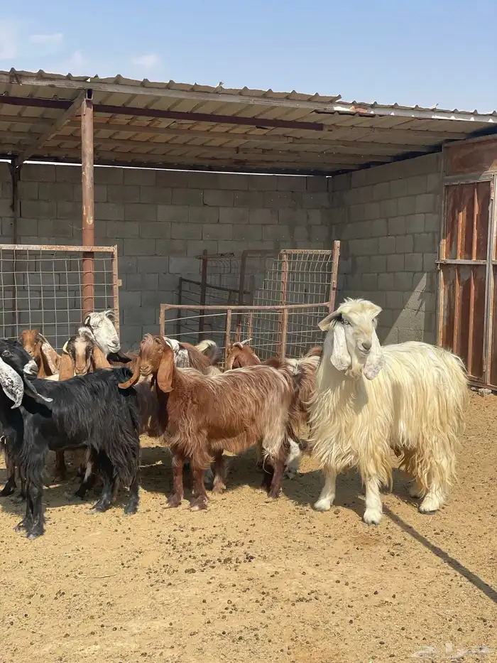 معزا دفيع بفحلها 2